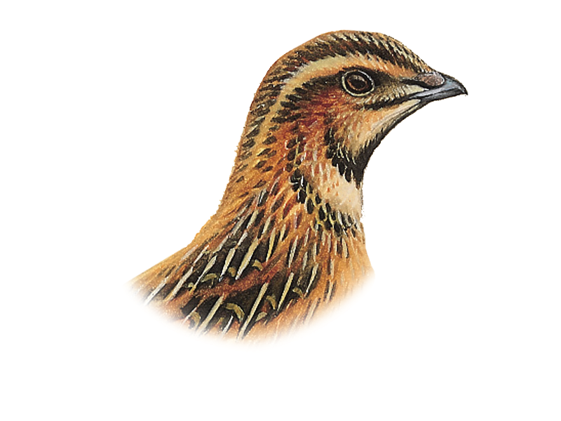 Detailed Quail Illustration PNG Image