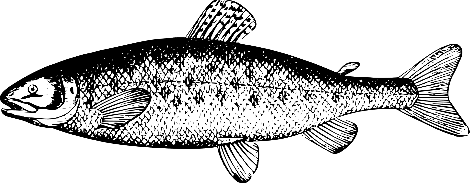 Detailed Salmon Illustration.png PNG Image