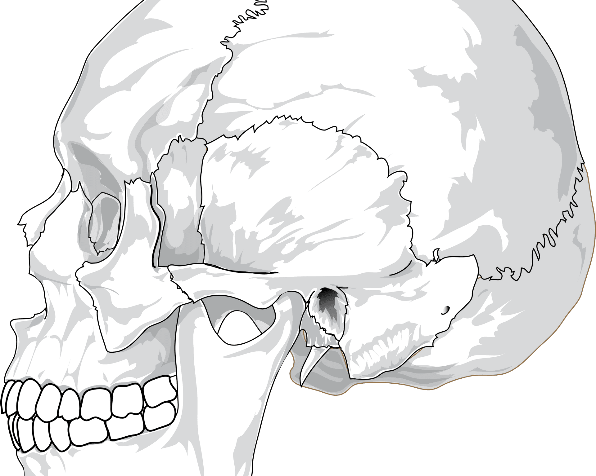 Detailed Skull Illustration.png PNG Image