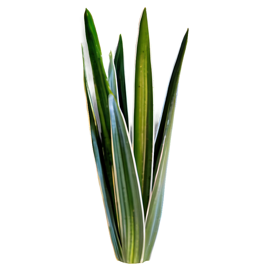 Detailed Snake Plant Png Ked14 PNG Image