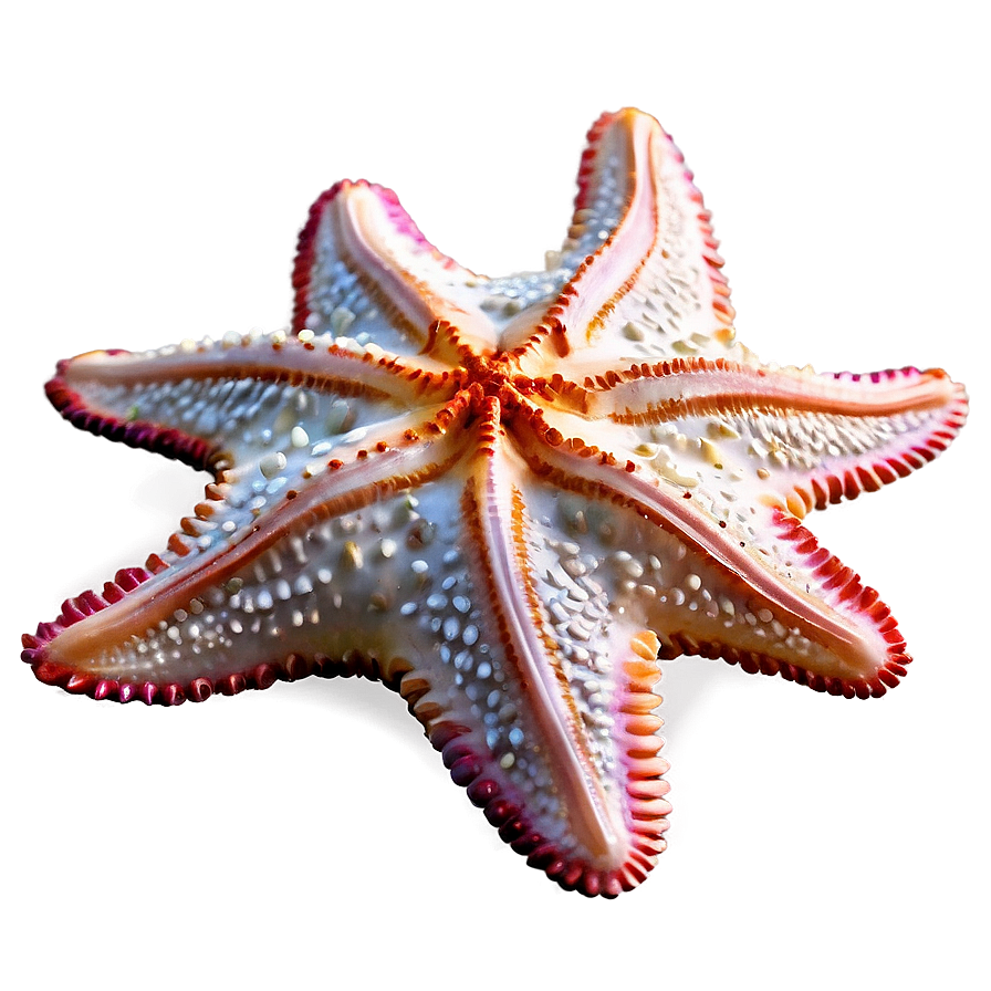 Detailed Starfish Anatomy Png 98 PNG Image