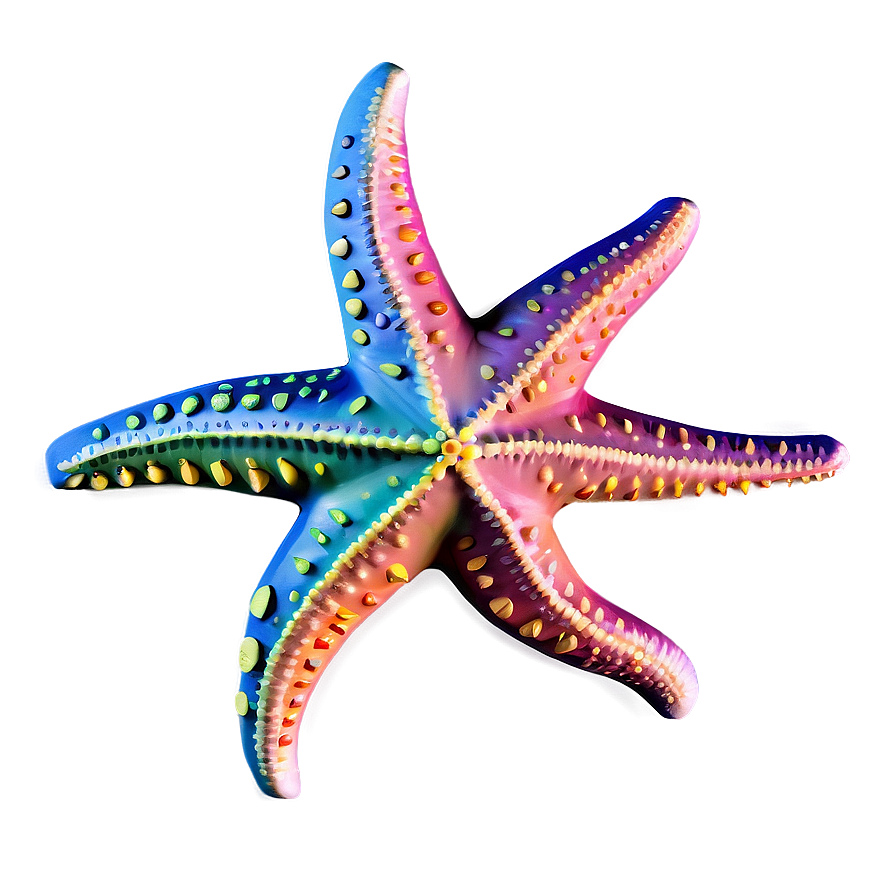 Detailed Starfish Anatomy Png Xed PNG Image