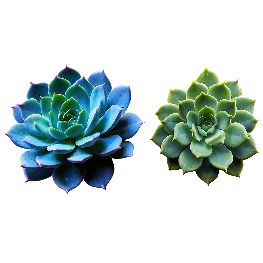 Detailed Succulent Png 54 PNG Image