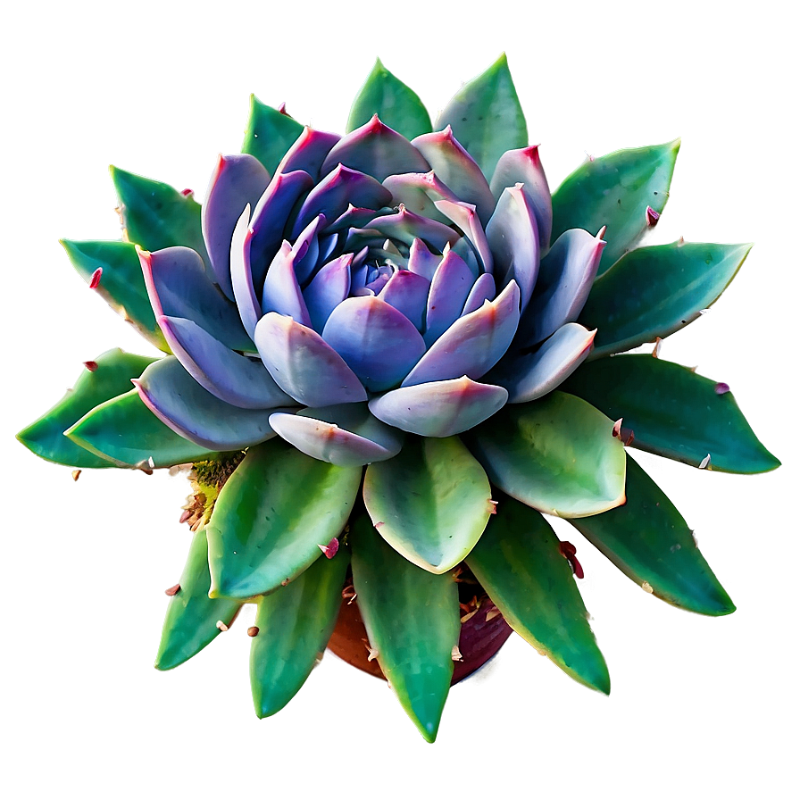 Detailed Succulent Png Sxd PNG Image