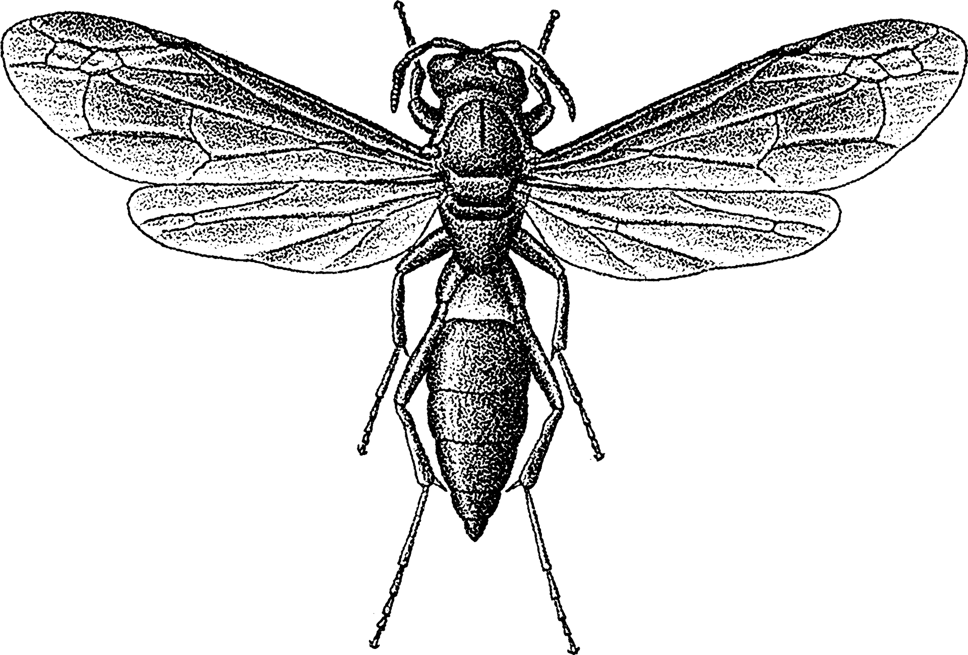 Detailed Wasp Illustration PNG Image