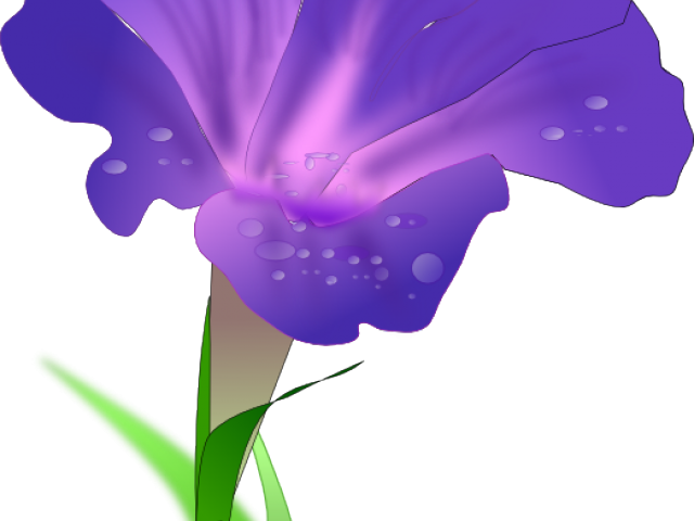 Dew Kissed Morning Glory PNG Image