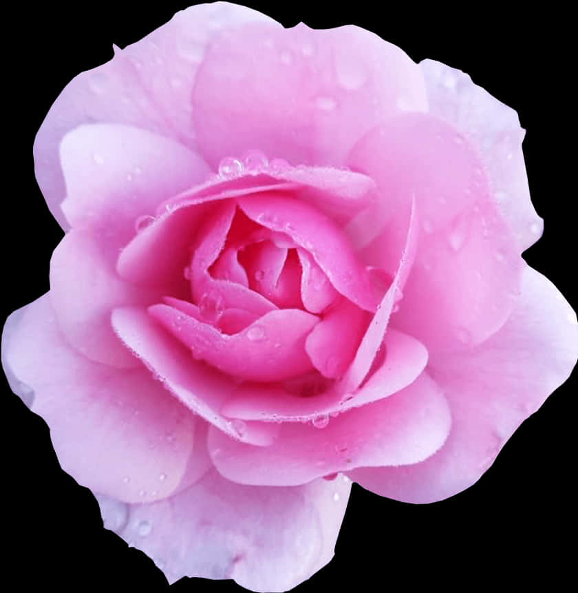 Dew Kissed Pink Rose PNG Image