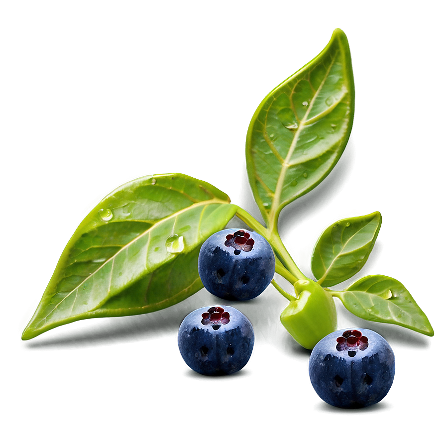 Dewy Blueberries Png Sqx65 PNG Image