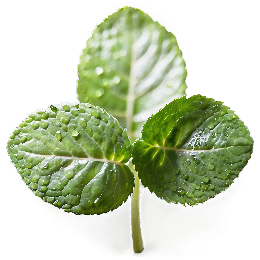 Dewy Mint Leaves Png Ujm PNG Image