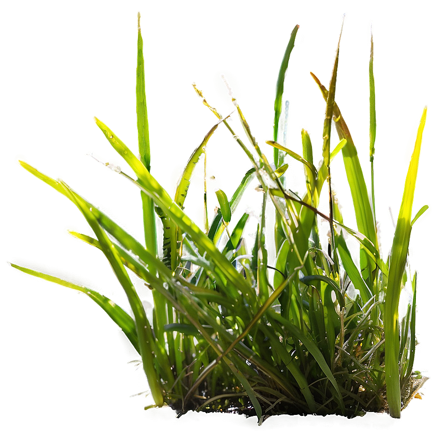 Dewy Wild Grass Morning Png 38 PNG Image