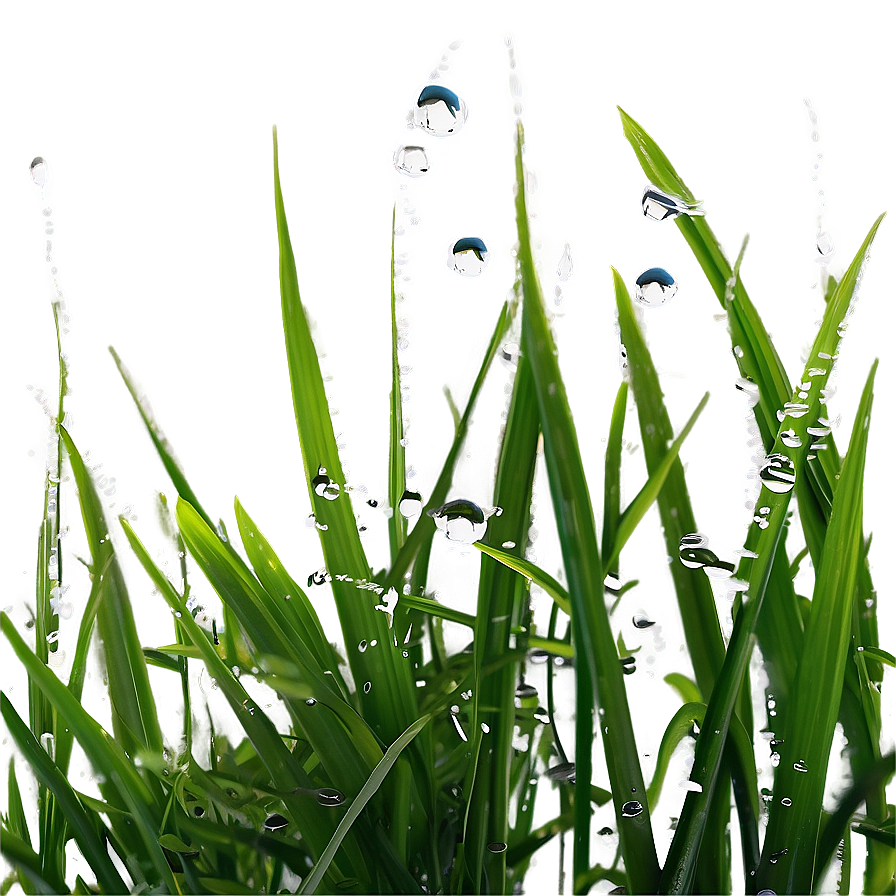 Dewy Wild Grass Morning Png Vbw PNG Image