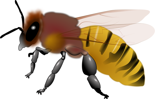 Digital Art Honeybee Illustration PNG Image