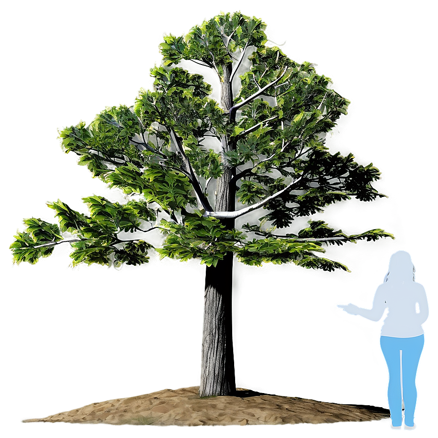 Digital Tree Elevation Png 06262024 PNG Image