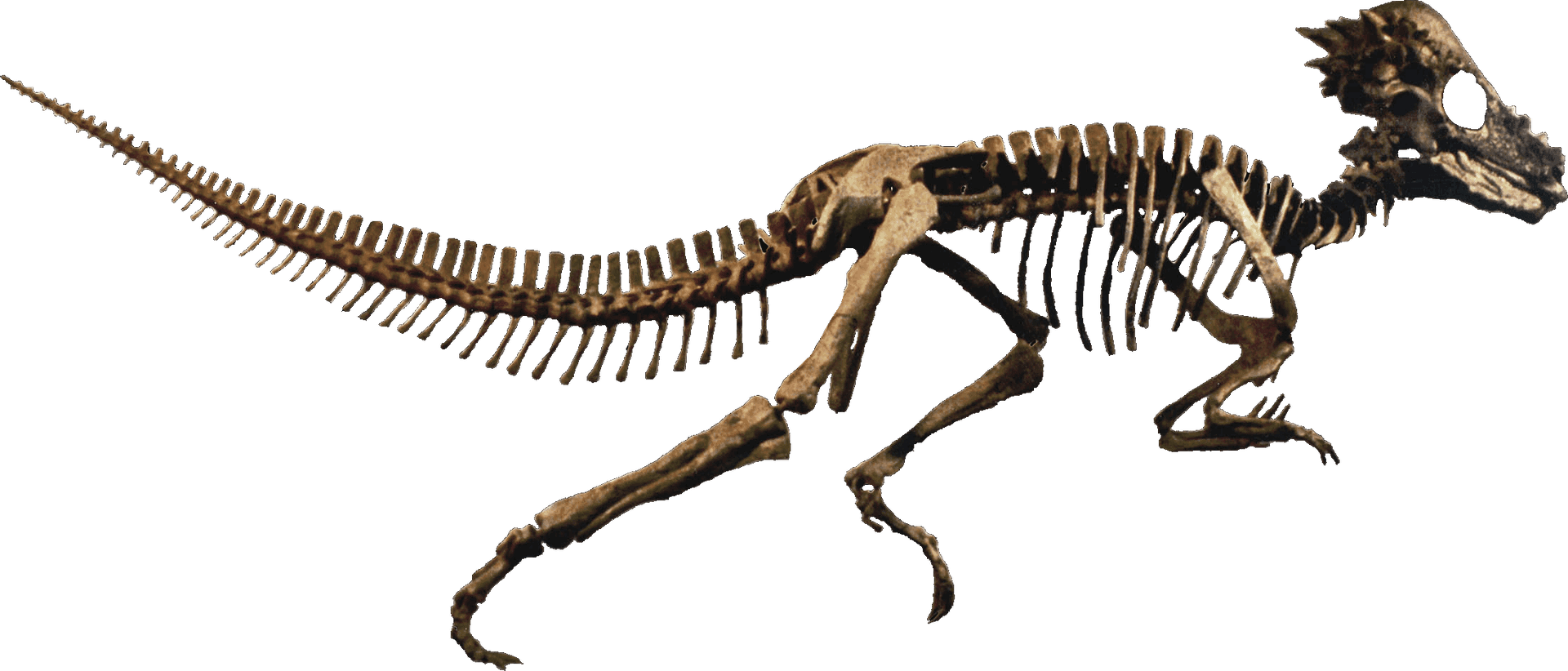 Dinosaur Skeleton Exhibit PNG Image