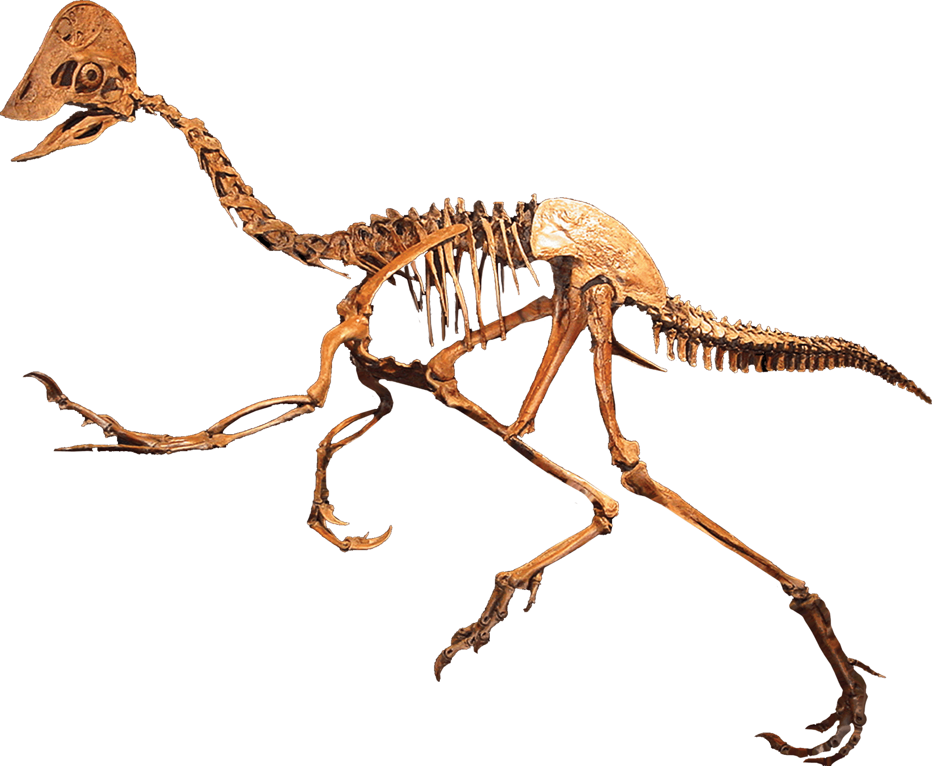 Dinosaur Skeleton Exhibit PNG Image