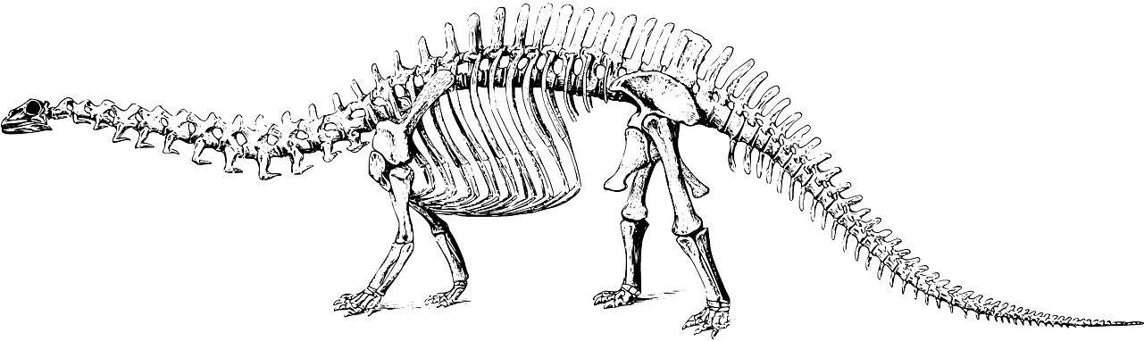 Dinosaur Skeleton Illustration PNG Image