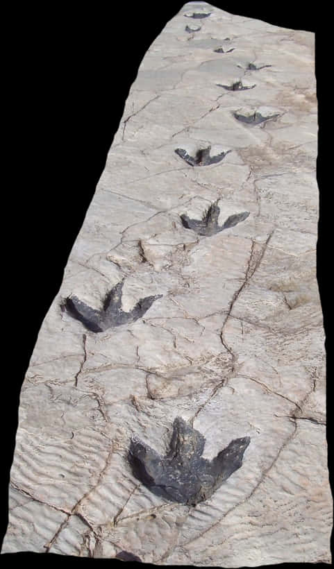 Dinosaur Trackway Fossil PNG Image