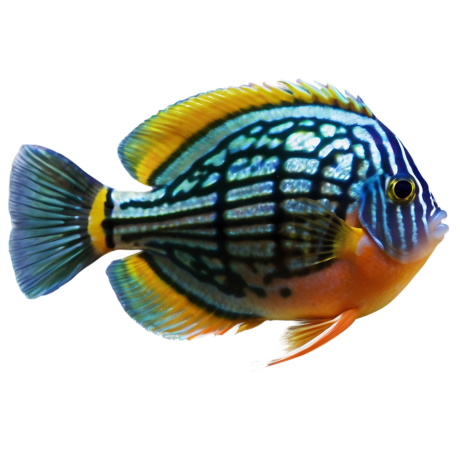 Discus Fish Transparent Png Olj PNG Image