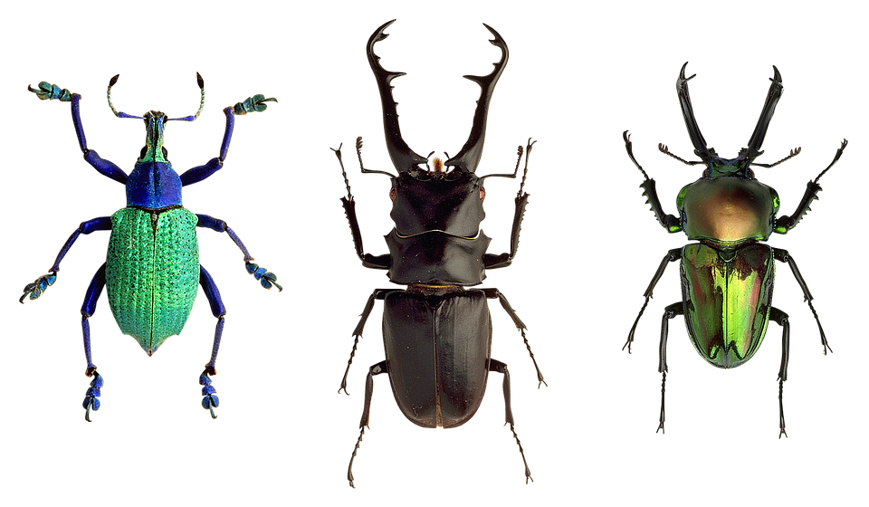 Diverse Beetle Species PNG Image