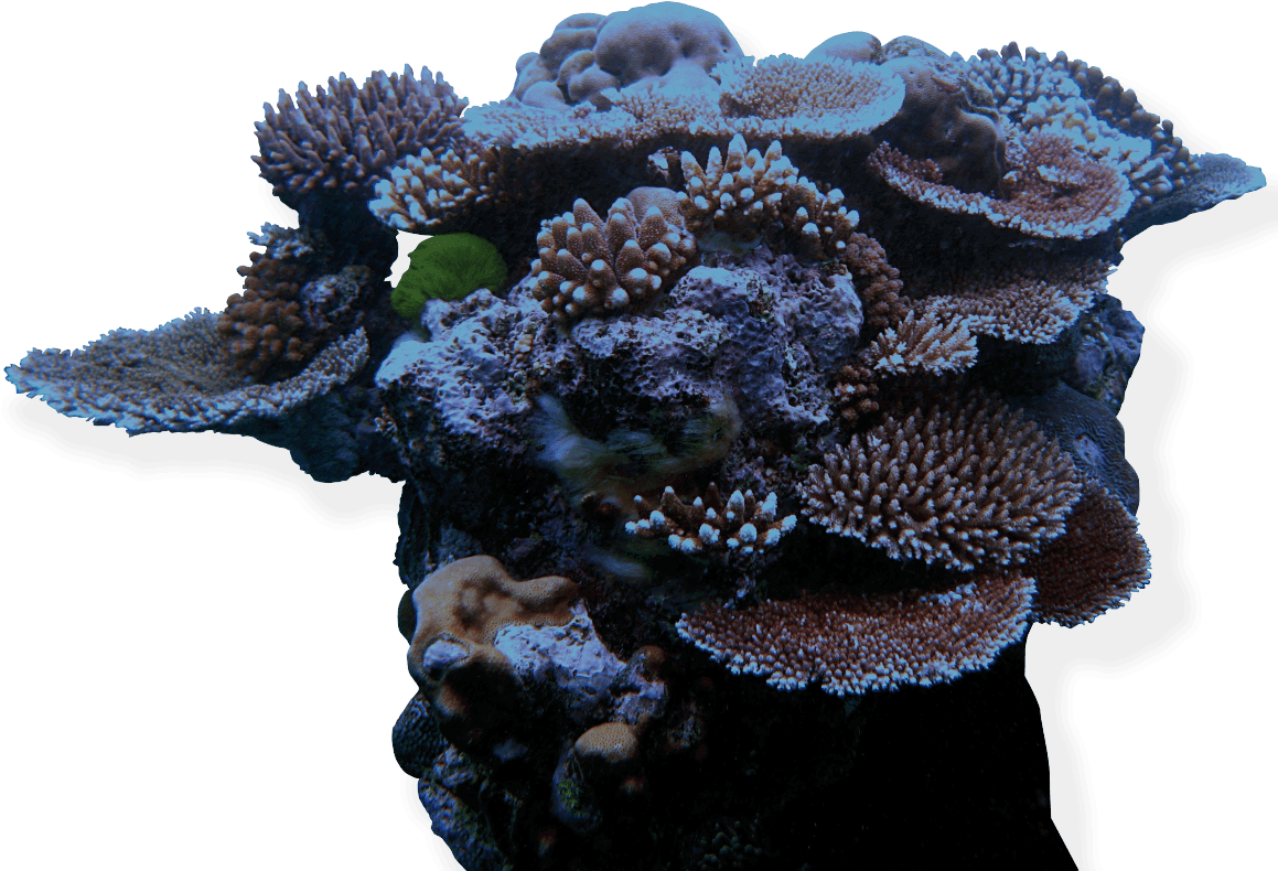 Diverse Coral Formation.png PNG Image