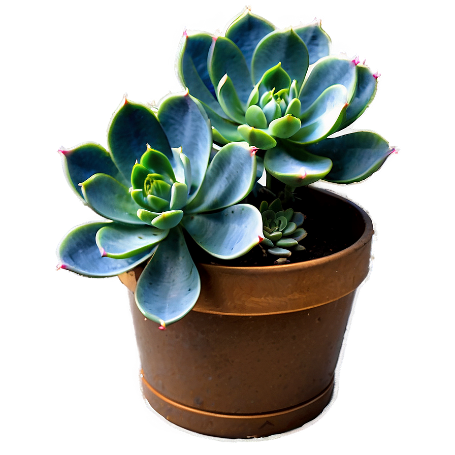 Diy Succulent Project Png Mwy PNG Image