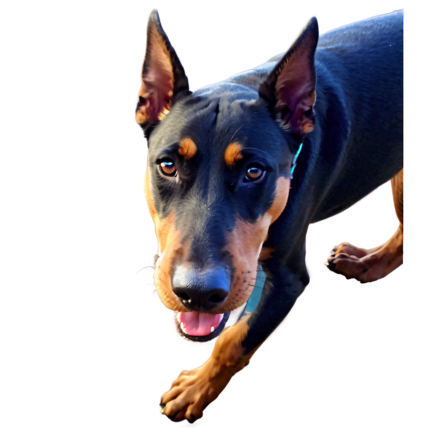 Doberman Playing Png Lub PNG Image