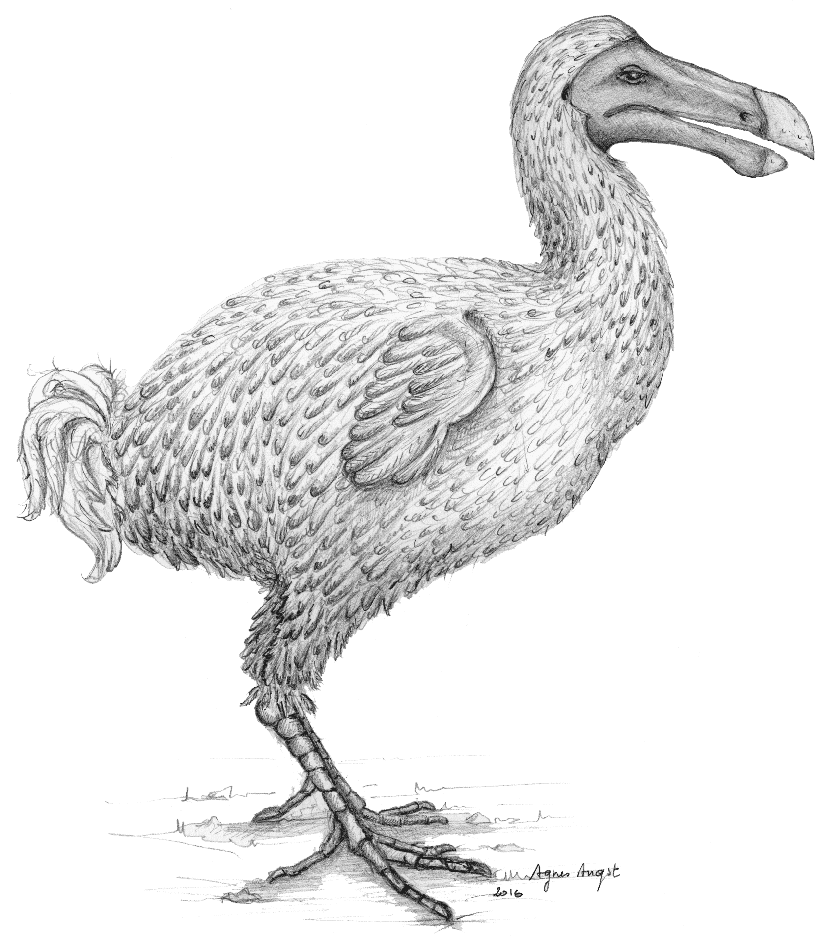 Dodo Bird Illustration PNG Image