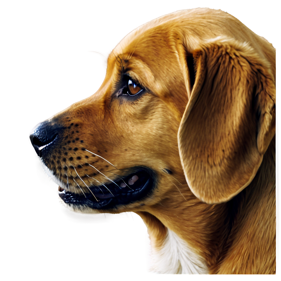 Dog Face Profile View Png Qmm PNG Image