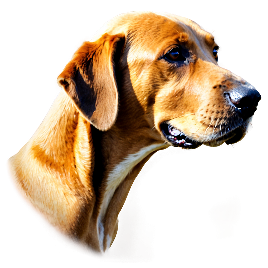 Dog Head Side View Png 06212024 PNG Image