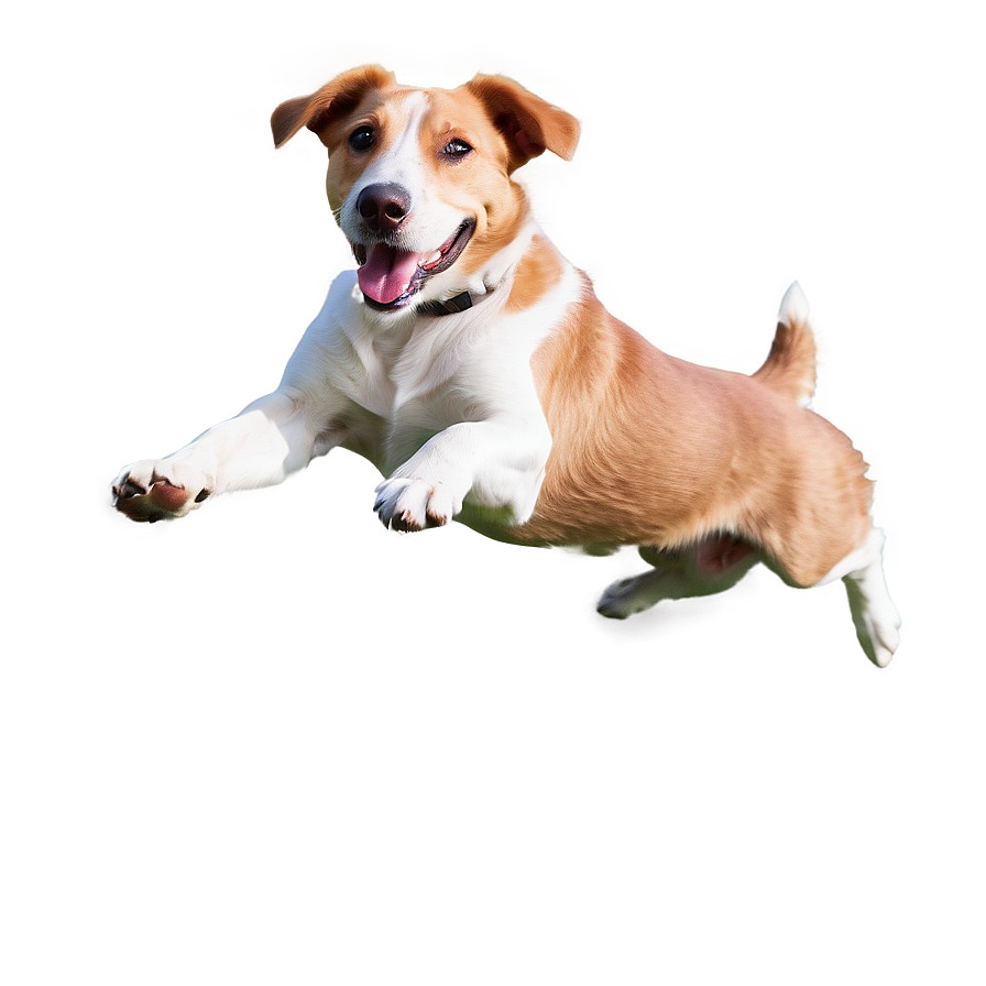 Dog Jumping Transparent Png 81 PNG Image