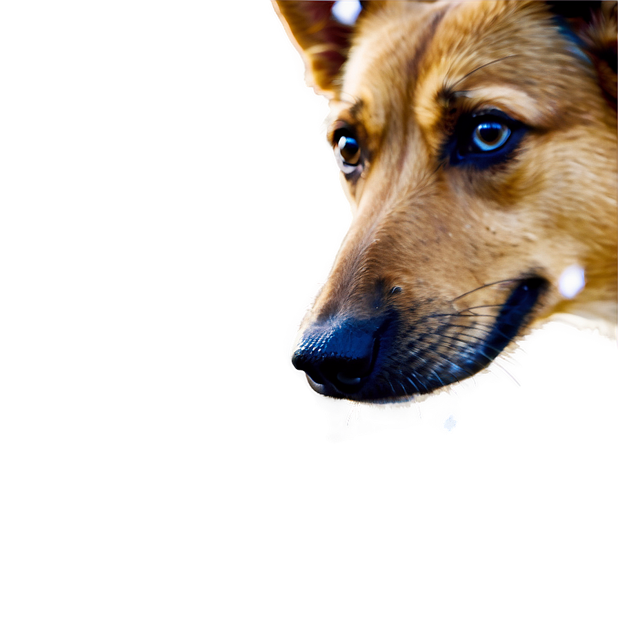 Dog Nose With Snowflakes Png 38 PNG Image