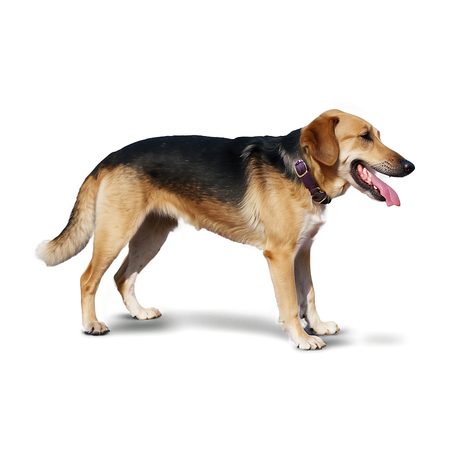 Dog Png Xkc10 PNG Image