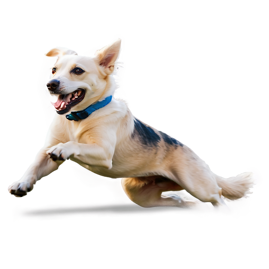 Dog Running Across Beach Png 50 PNG Image