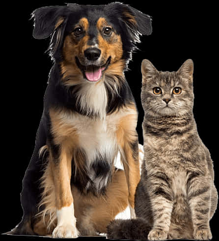 Dogand Cat Friends PNG Image