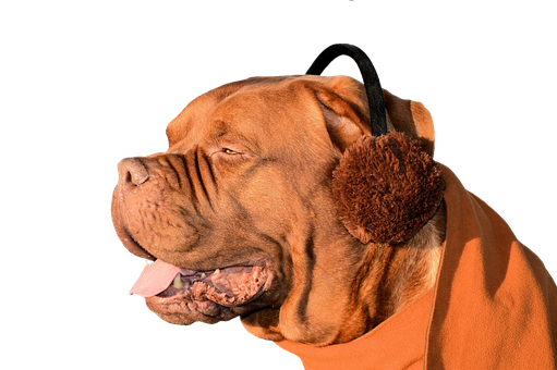 Dogin Earmuffs Profile View PNG Image