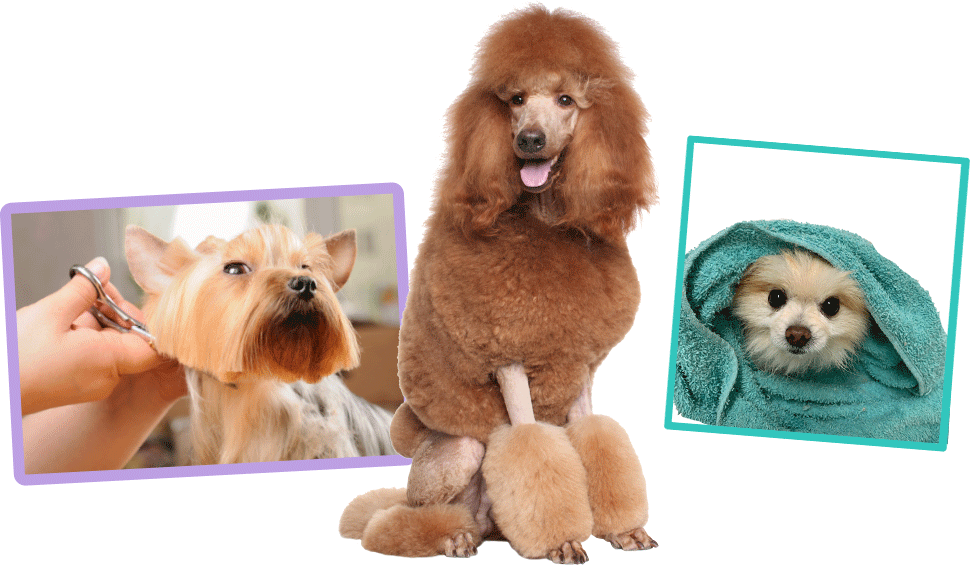 Dogs Grooming Bath Time PNG Image