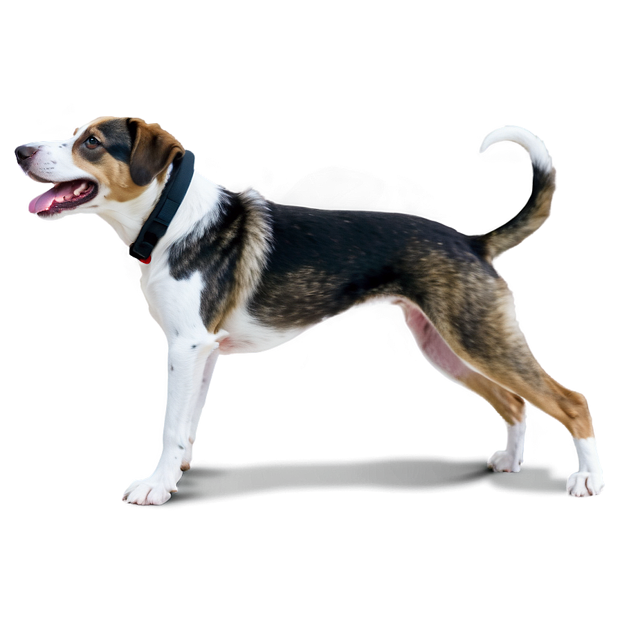 Dogs In Action Png Ntx44 PNG Image