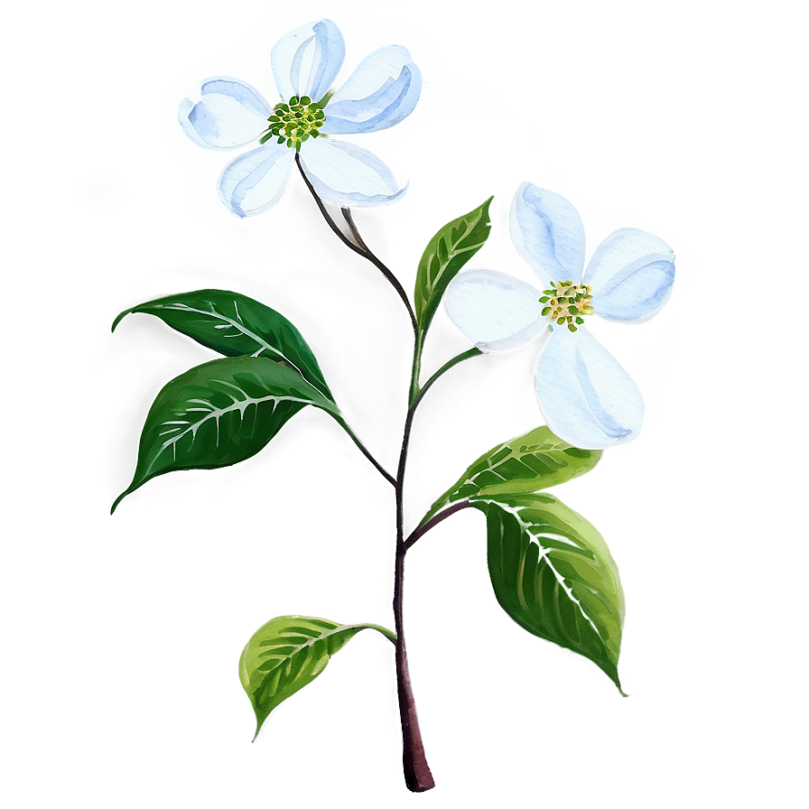 Dogwood Watercolor Painting Png Cym98 PNG Image