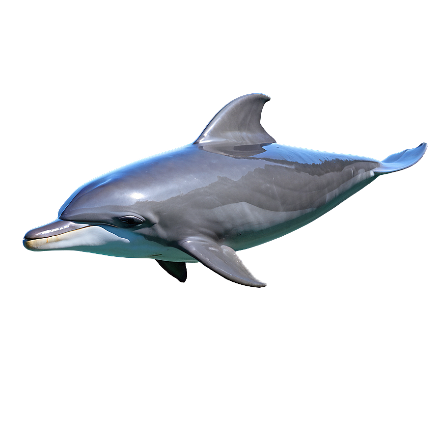 Dolphin Friendship Png 5 PNG Image