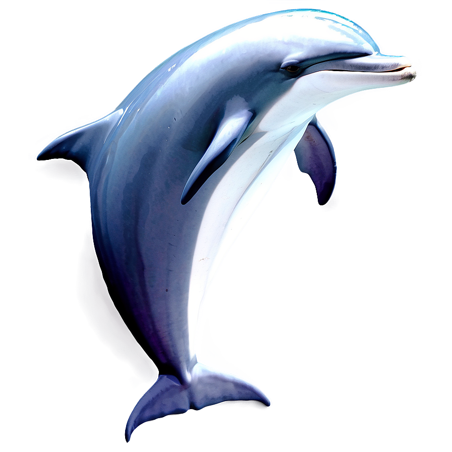 Dolphin Graphic Png Jvw PNG Image