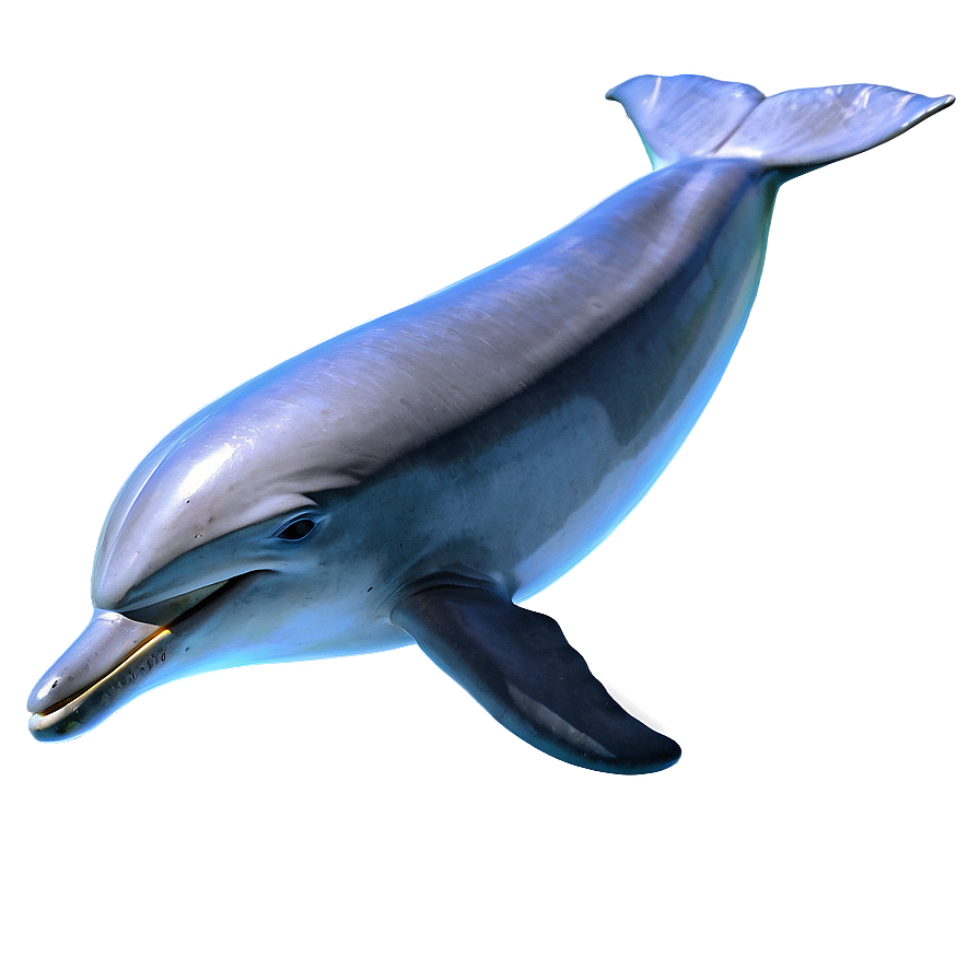 Dolphin Jump Png 05062024 PNG Image