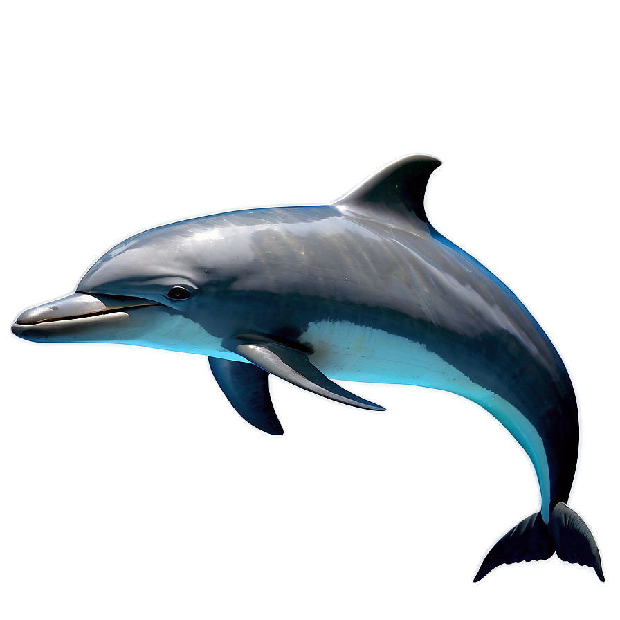 Dolphin Pod Sea Png 46 PNG Image