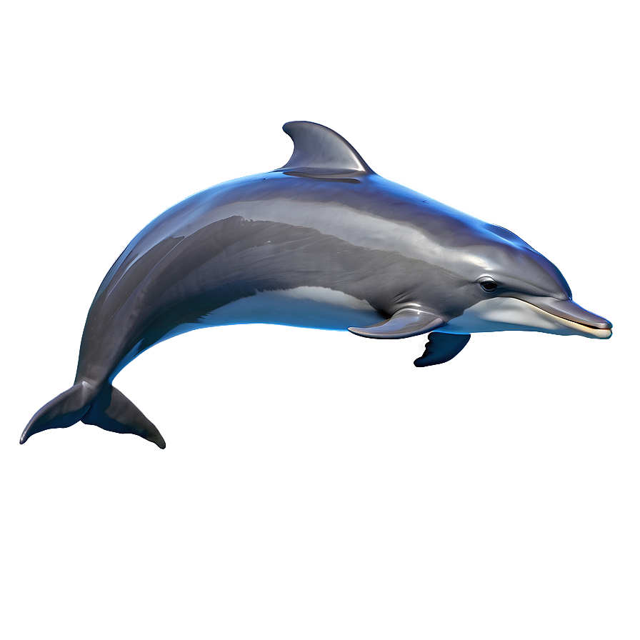 Dolphin Sunset Png 18 PNG Image