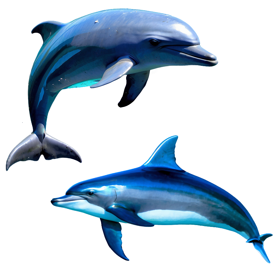 Dolphins And Fish Png 06112024 PNG Image