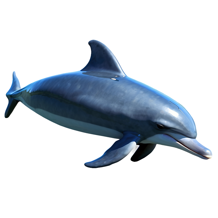 Dolphins D PNG Image