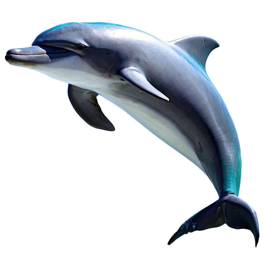 Dolphins Dance Png 42 PNG Image