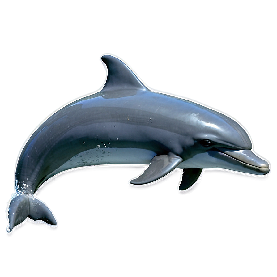 Dolphins Friendship Png 06112024 PNG Image