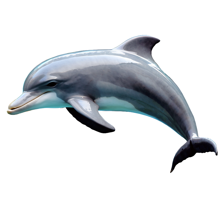 Dolphins In Love Png Hcy30 PNG Image