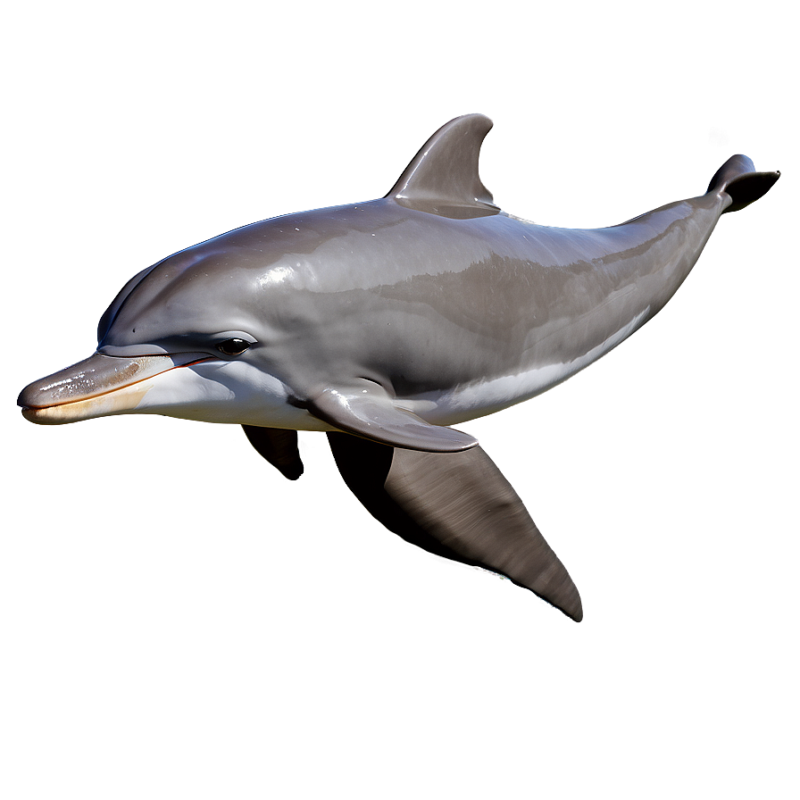 Dolphins In Ocean Png Eoj PNG Image