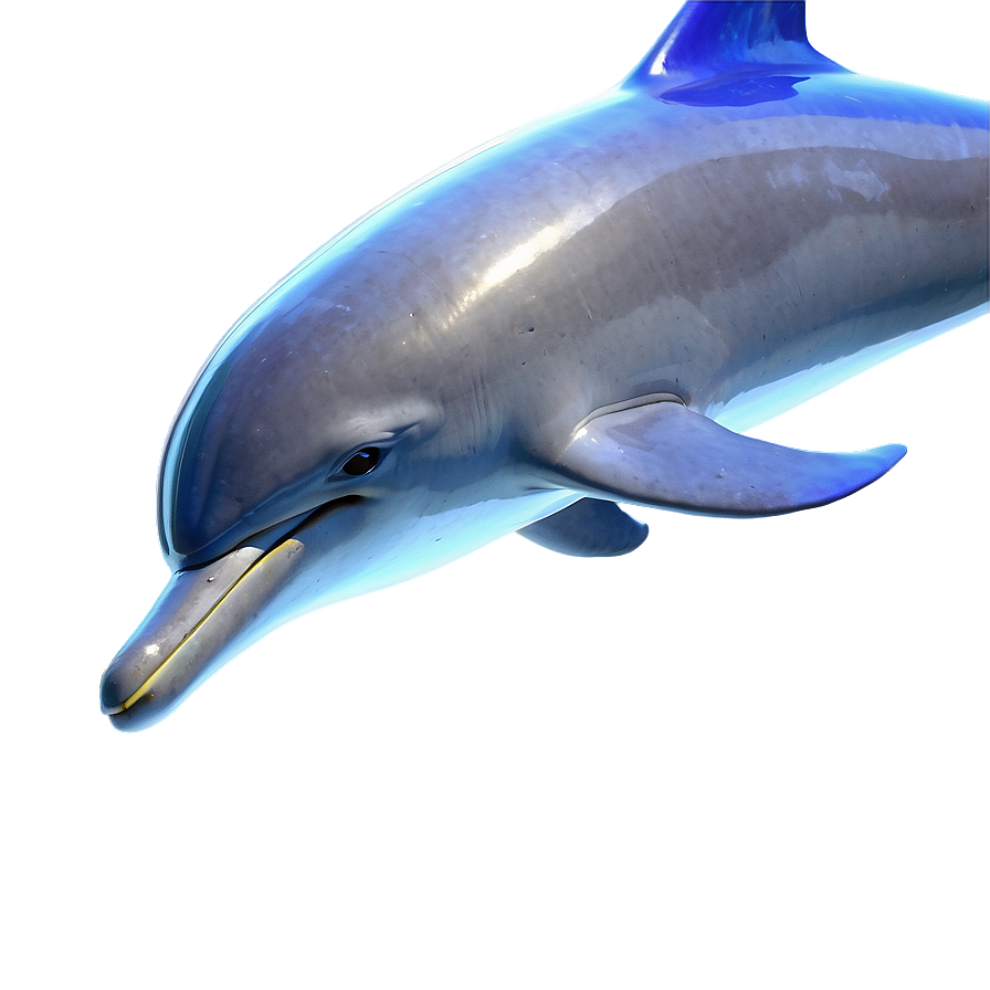 Dolphins Journey Png 29 PNG Image